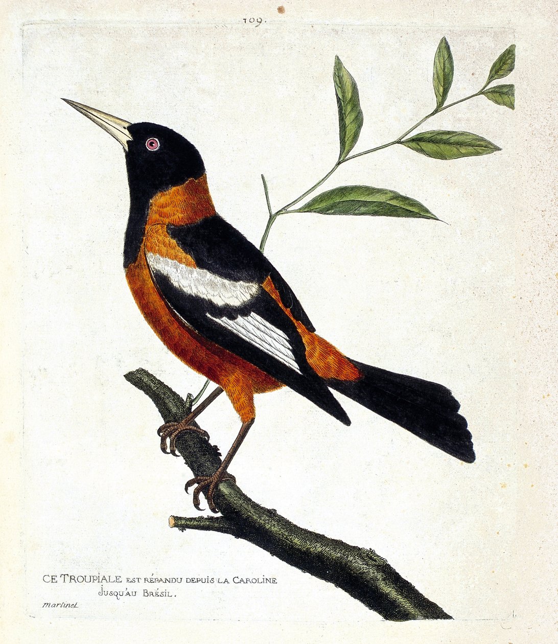 Zoological chart (ornithology): the troupiale on a branch. Illustration in 