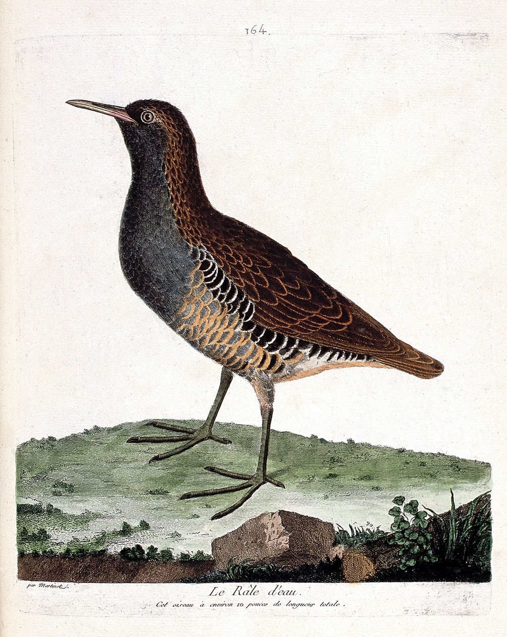 Zoological Chart (Ornithology): The Water Rale (Rallus Aquaticus). Illustration in 