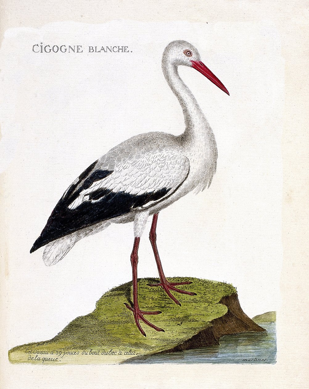 Zoological chart (ornithology): the white stork. Illustration in 