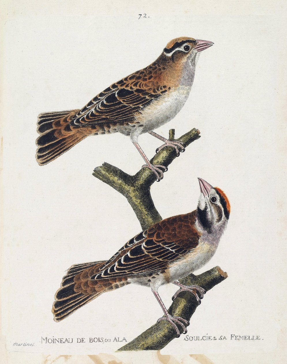Zoological chart (ornithology): the wood sparrow or the relief and its female. Illustration in 