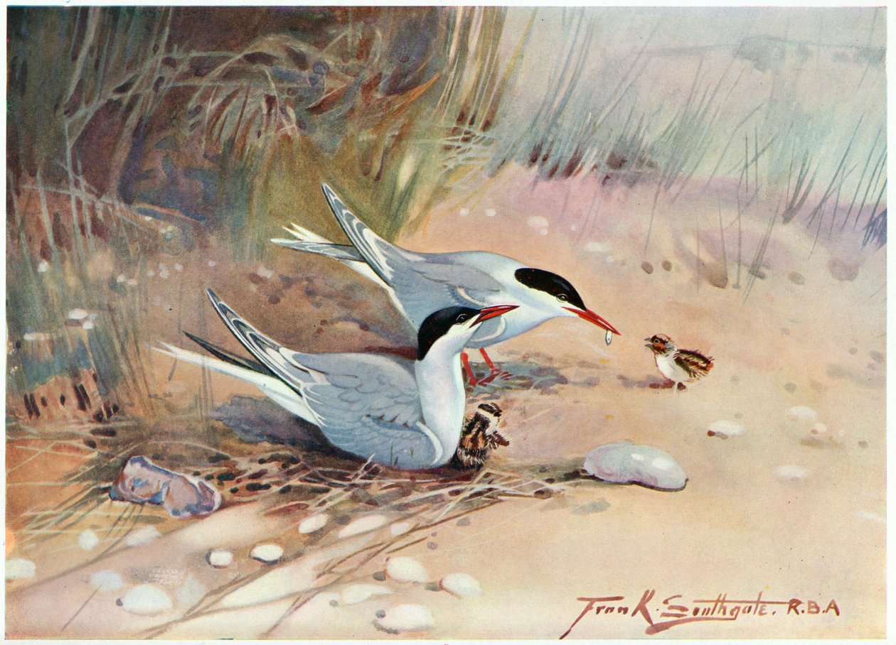Common Tern, illustration from 