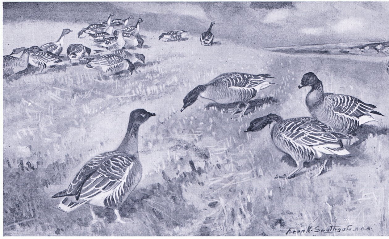 Pink Footed Geese Feeding by Frank Southgate