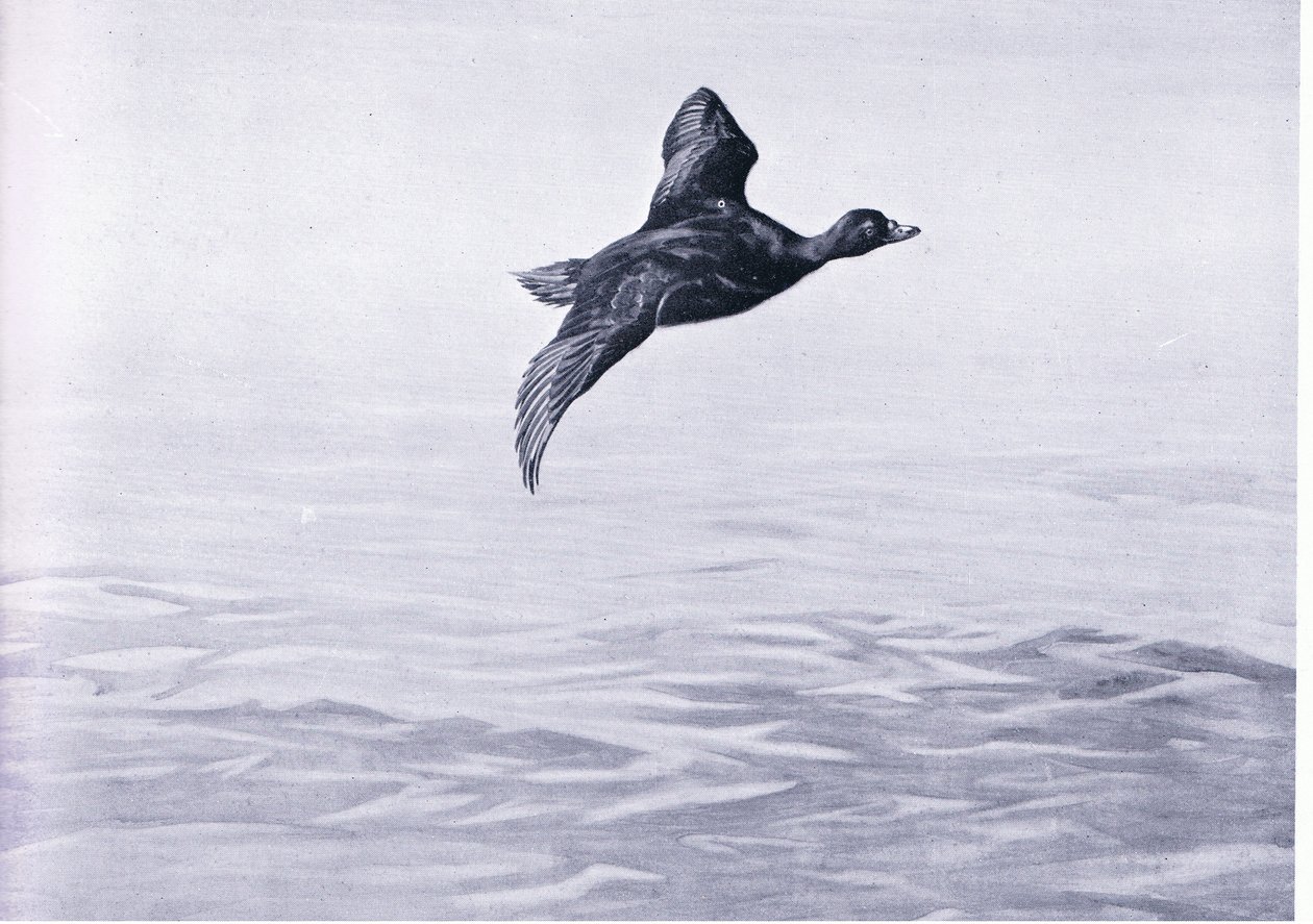 Scoter Duck by Frank Southgate