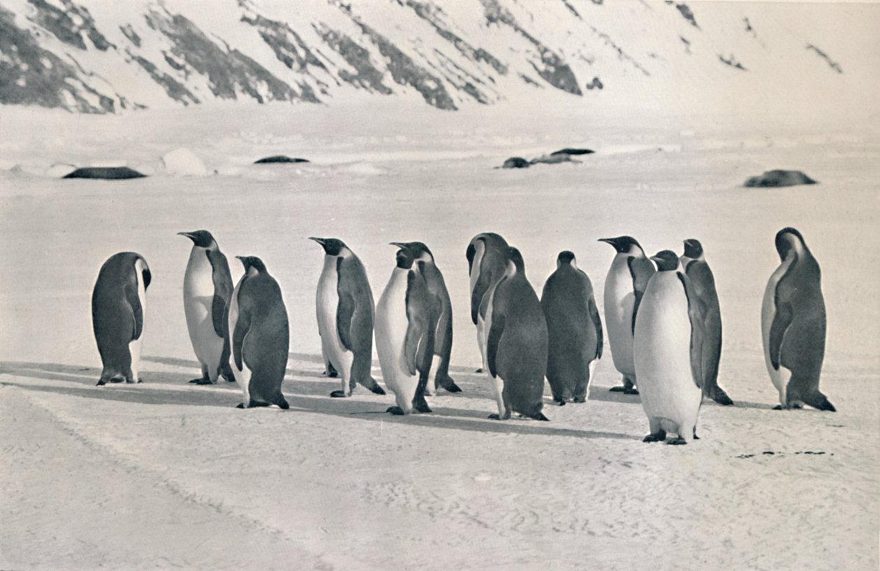 Emperor Penguins, 1911-1913 by Frank Debenham
