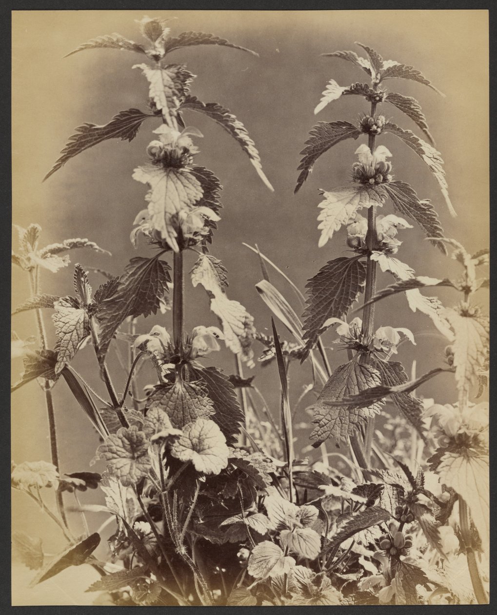 Floral Study by Frank Mason Good