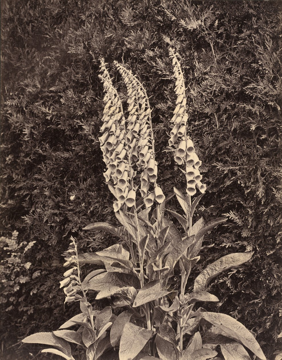 Foxgloves, c. 1860s by Frank Mason Good