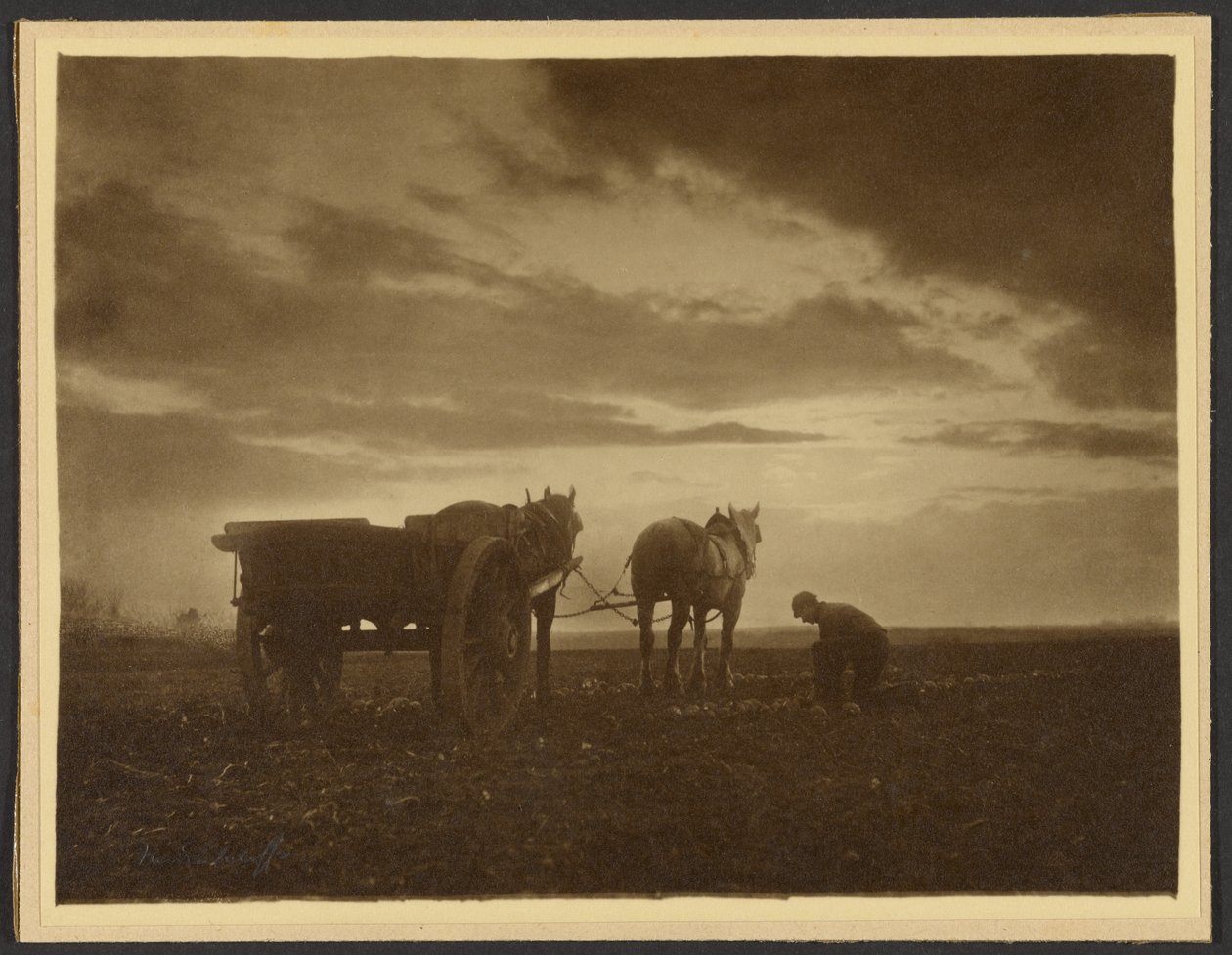 Among the Turnips by Frank Meadow Sutcliffe