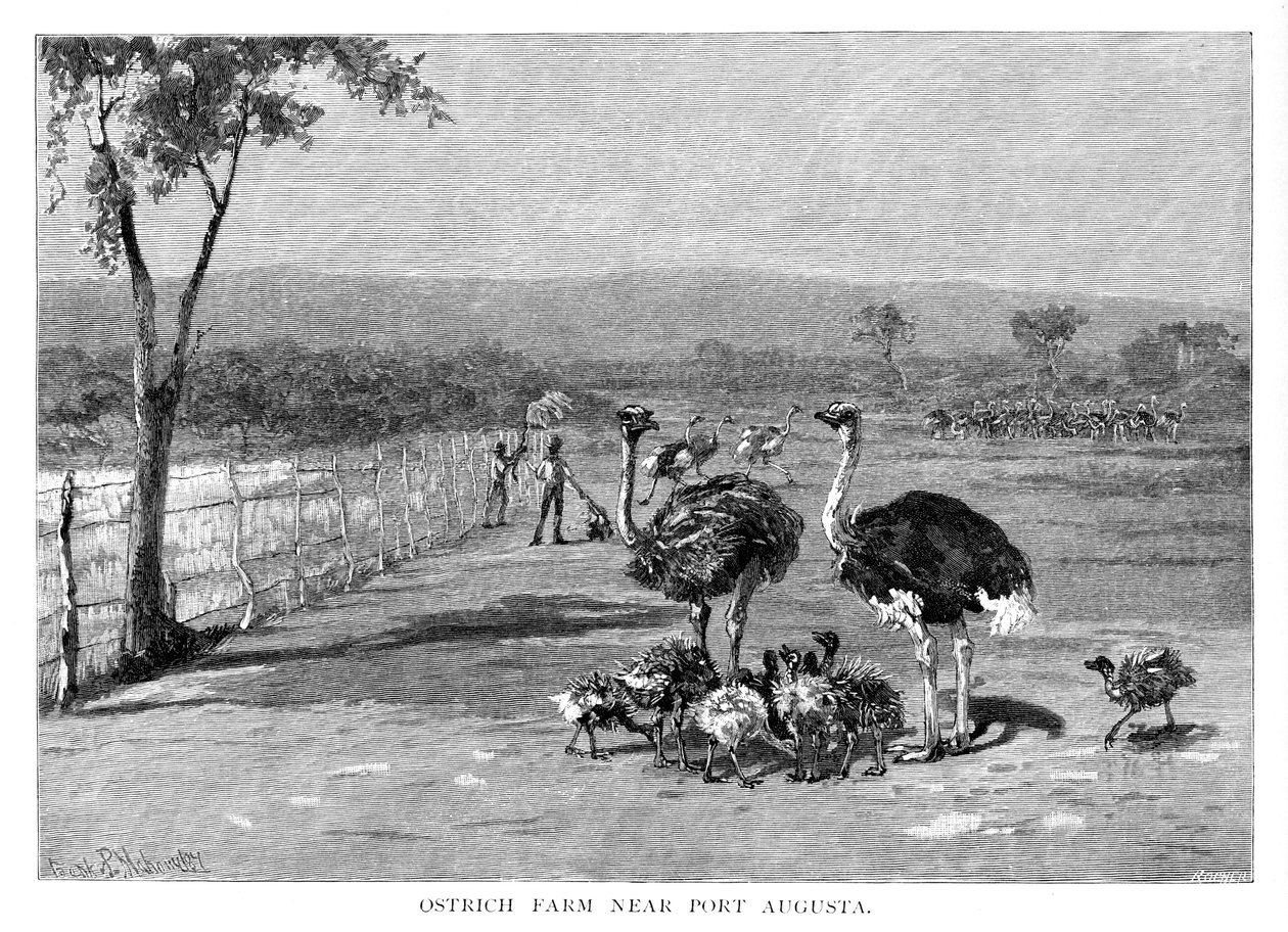 Ostrich Farm near Port Augusta, South Australia by Frank P. Mahony