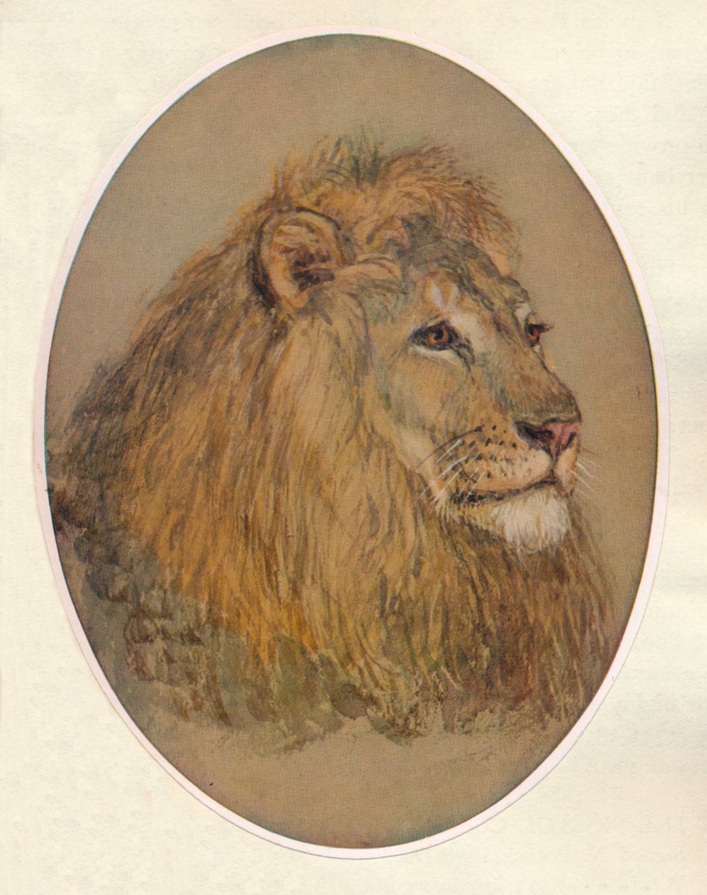 Lion
