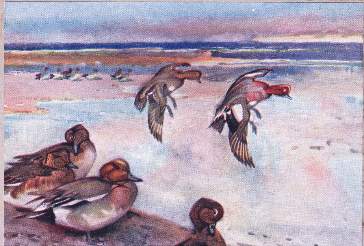 Widgeons, Illustration from Wild Nature & Country Life Published by Hodder & Stoughton, c.1910 by Frank Southgate