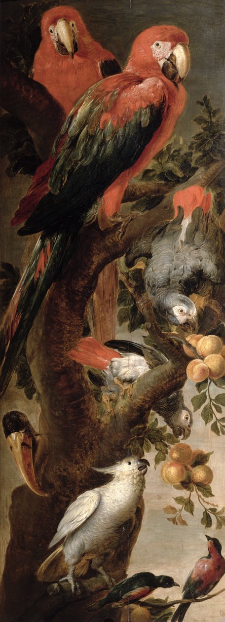Macaws and Parrots by Frans Snyders or Snijders