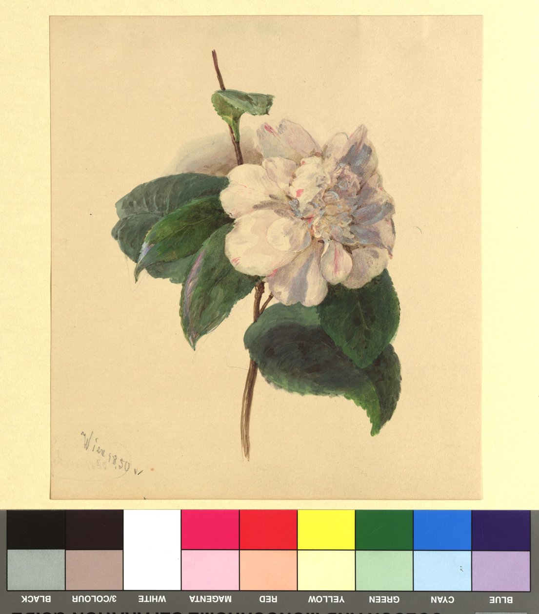 Flower Watercolor by Franz Alt
