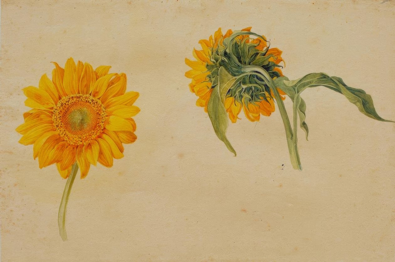 Sunflowers by Franz Horny