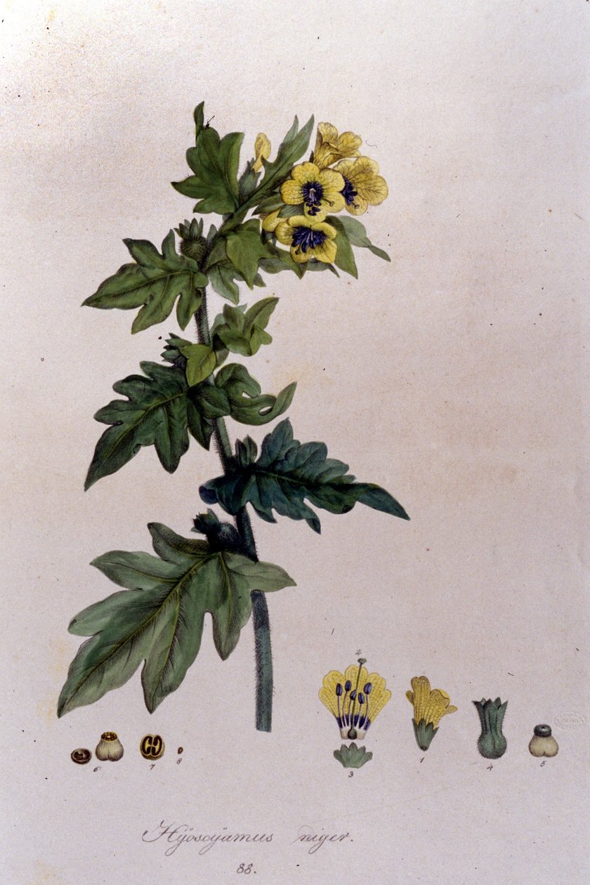 From "Flora Monacensis" by F. De Paola De Schrank. Munich 1816 by Franz Schrank