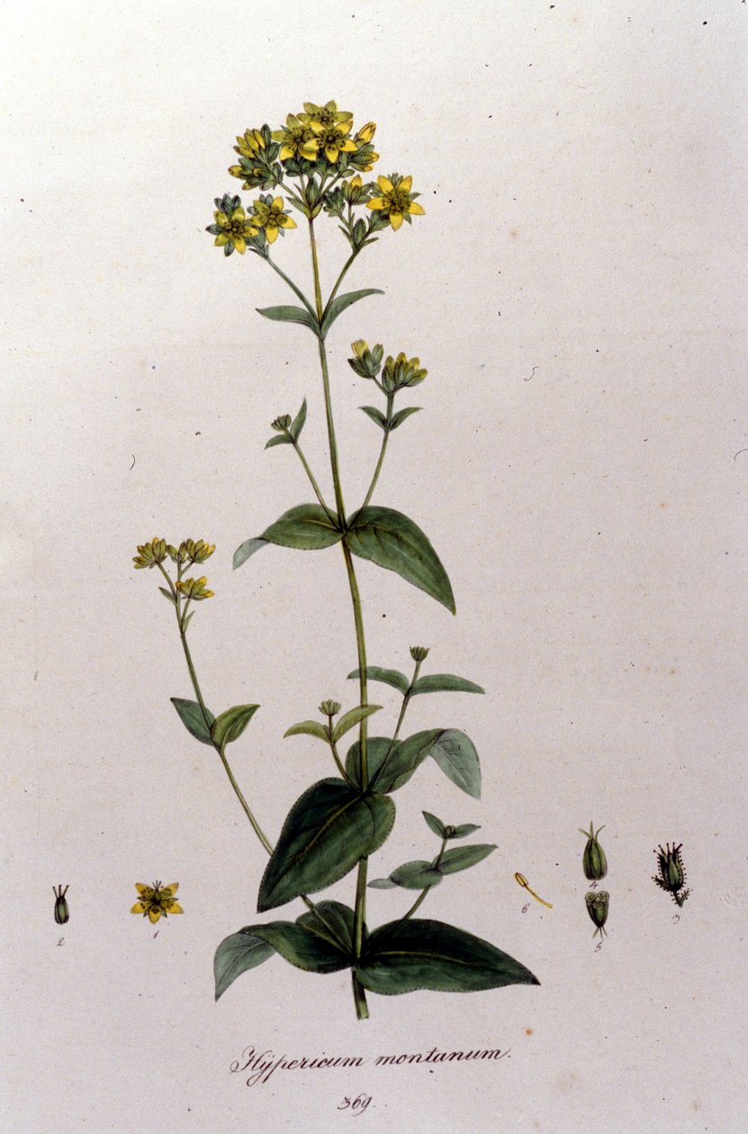 The mountain hypericum or a thousand-wort (St. John