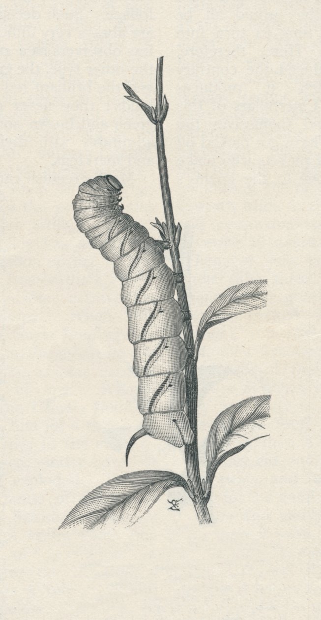 Full-Grown Caterpillar of the Privet Hawk-Moth, Similarly Occupied, c. 1900, 1910 by Fred Enock