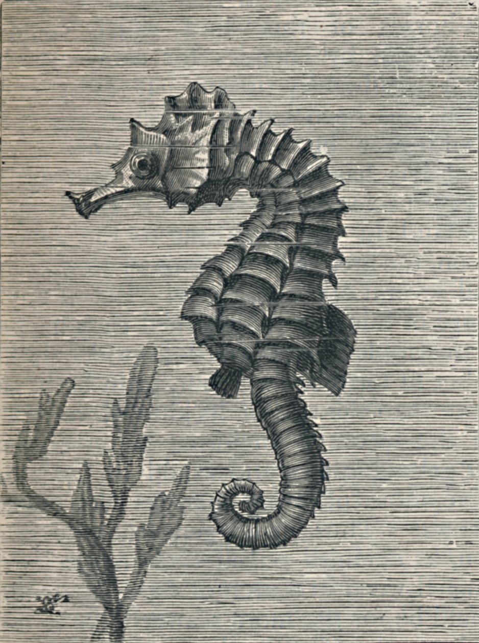 The Sea-Horse, Undisguised, Sedately Swimming, c1900-1910 by Fred Enock