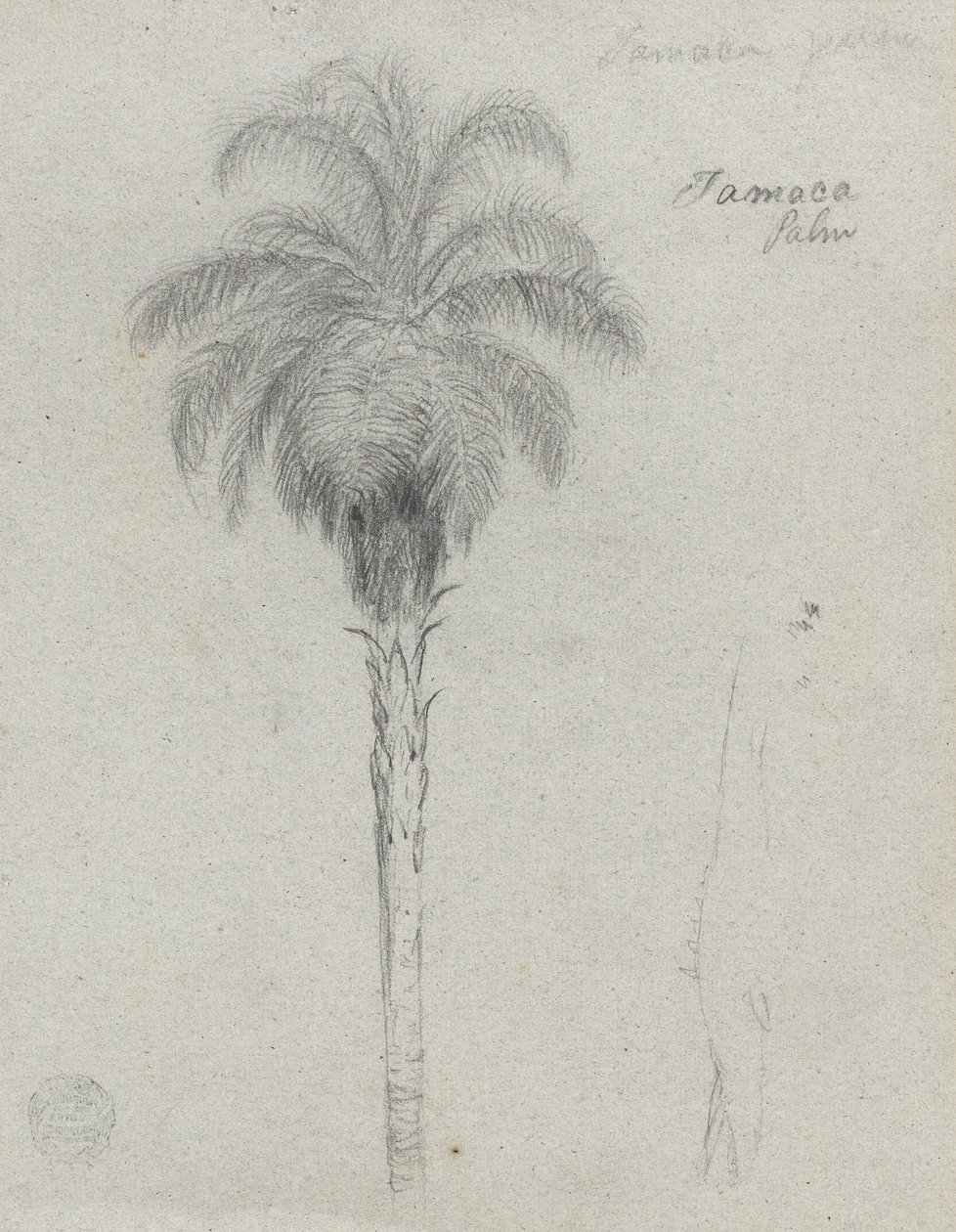 Botanical Sketch Showing Two Views of the Tamaca Palm by Frederic Edwin Church