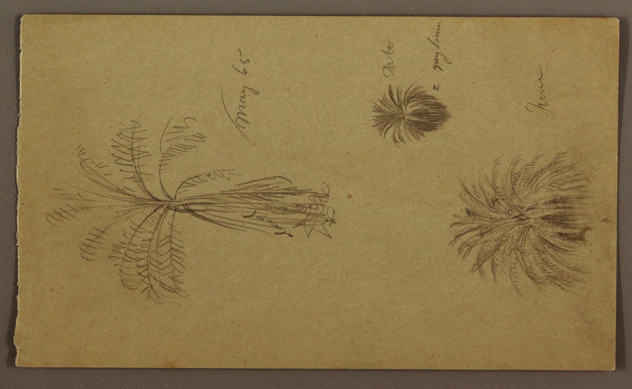 Botanical Sketches by Frederic Edwin Church