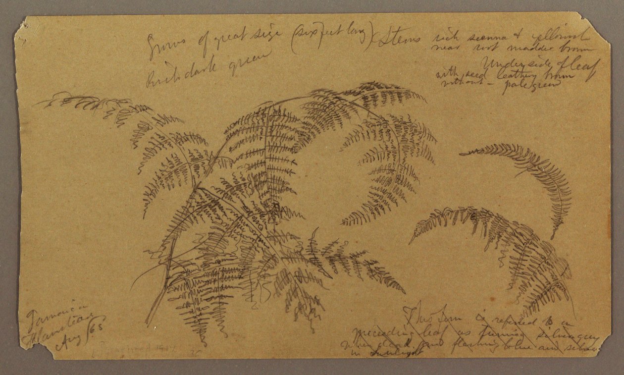 Botanical Sketches, August 1865 by Frederic Edwin Church