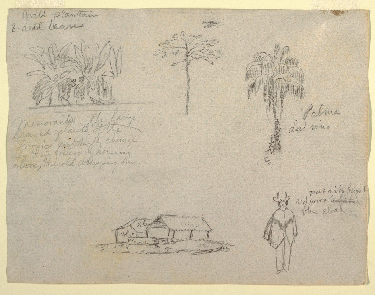 Botanical Sketches, 1853 by Frederic Edwin Church