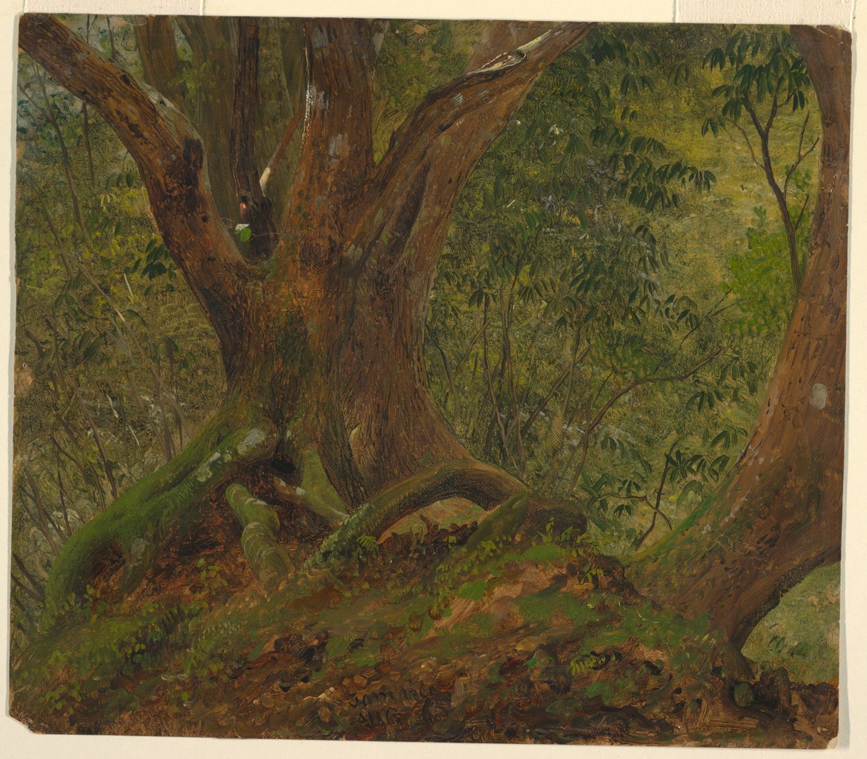 In the Woods, Jamaica by Frederic Edwin Church