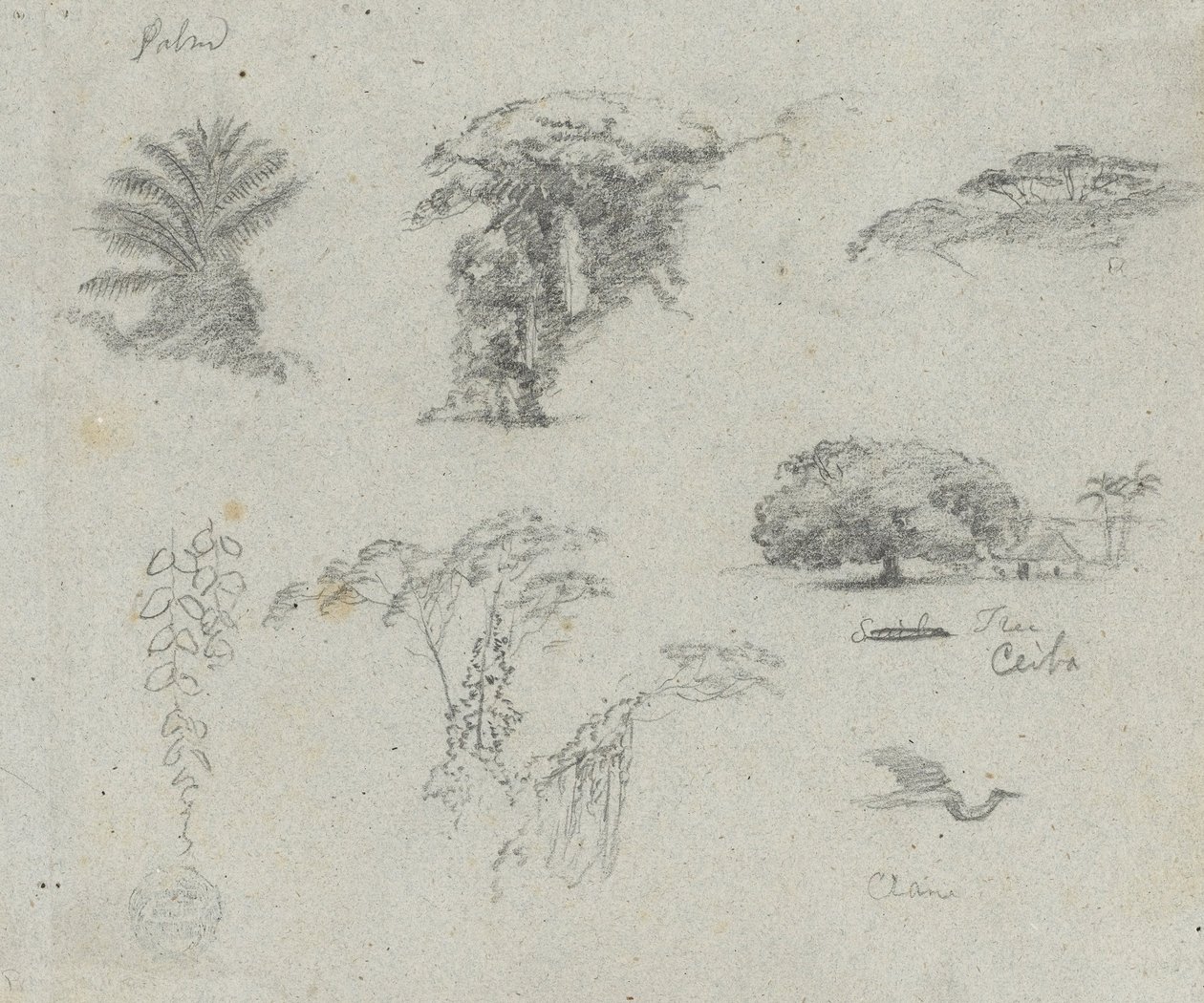 Sketches from South America. Botanical Sketches. Flying Crane. by Frederic Edwin Church