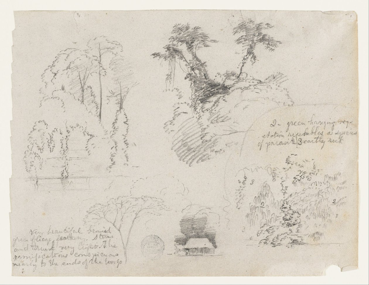 Sketches from South America, Probably from Colombia. Botanical Sketches. A House. by Frederic Edwin Church