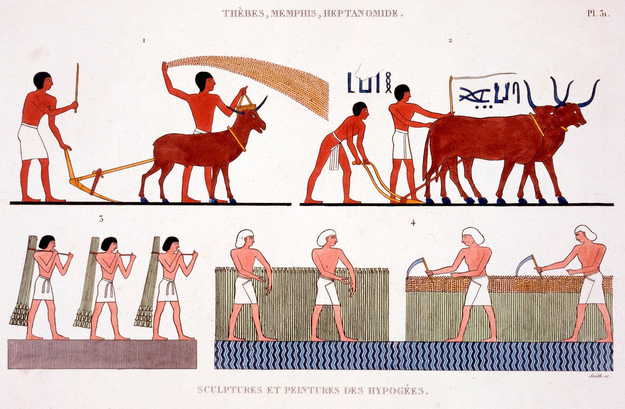 Ploughing with a goat and oxen, Harvesting of reeds and corn using bill-hooks by Frederic Cailliaud
