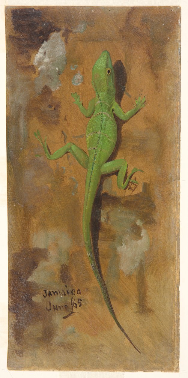 A Lizard, Jamaica by Frederic Edwin Church