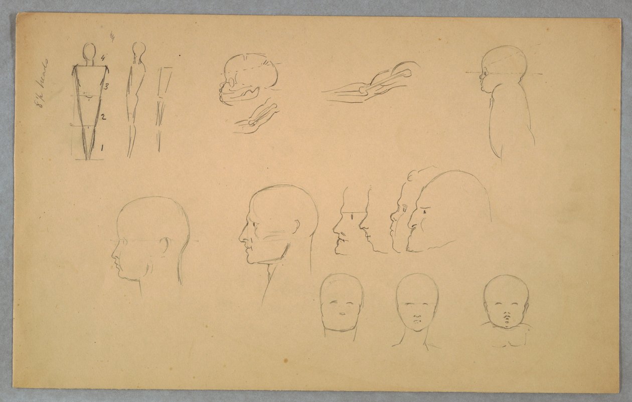 Anatomical Studies by Frederic Edwin Church