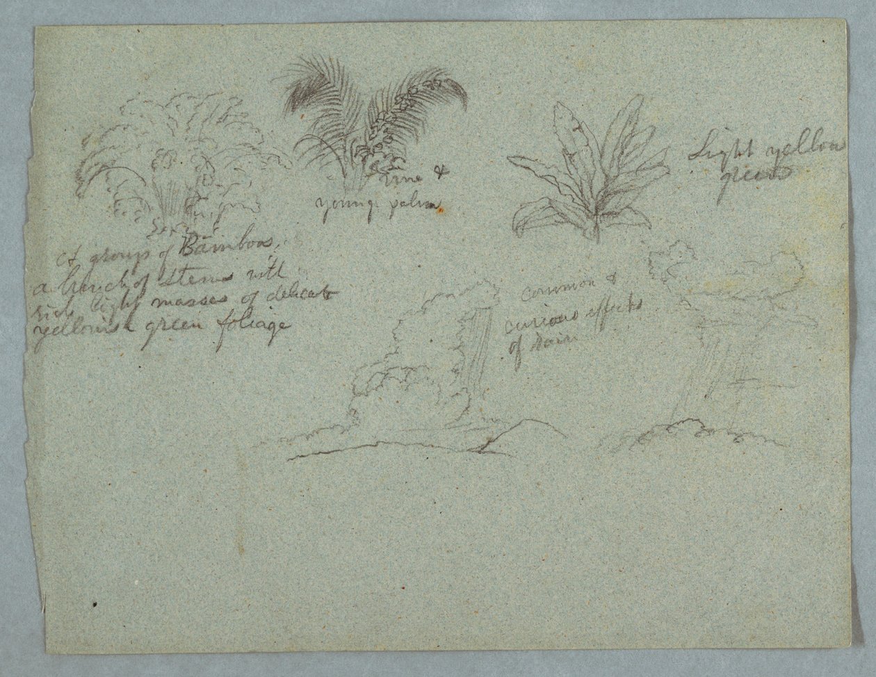 Bamboos, Vine and a Young Palm, Plant, and Two Scenes of Rain Falling from Clouds over Ridges, Rio Magdalena, Colombia by Frederic Edwin Church