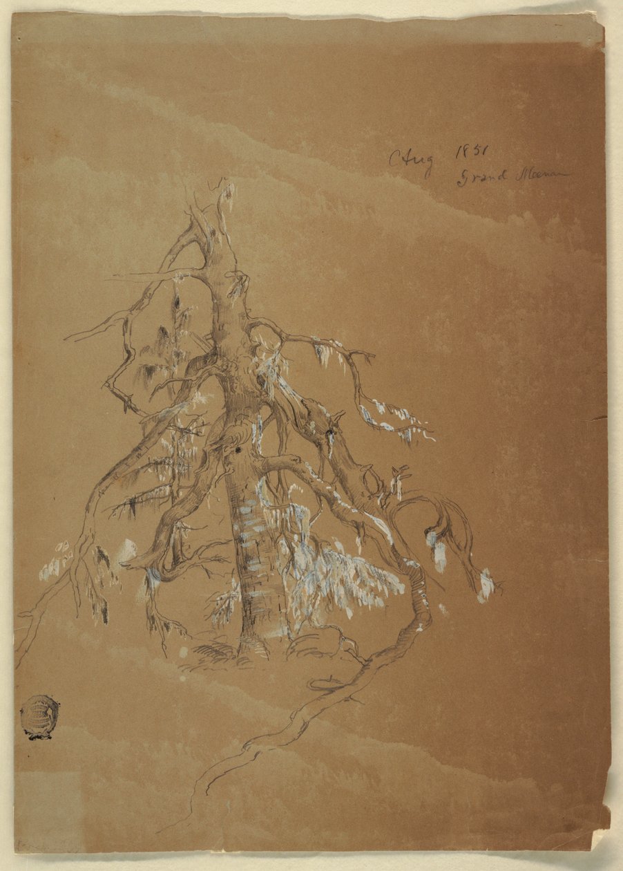 A Gnarled Evergreen, Grand Manan, Canada, August 1851 by Frederic Edwin Church