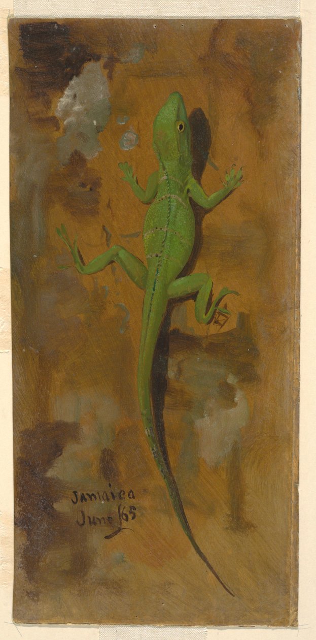 A Lizard, June 1865 by Frederic Edwin Church