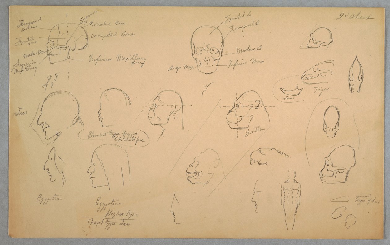 Anatomical Studies, 1865–70 by Frederic Edwin Church