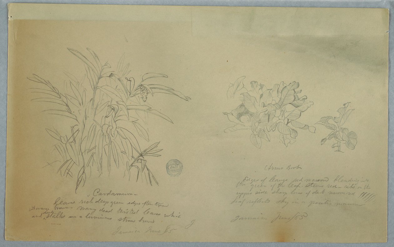 Arrowroot and Cardamum Studies, Jamaica, June 1865 by Frederic Edwin Church