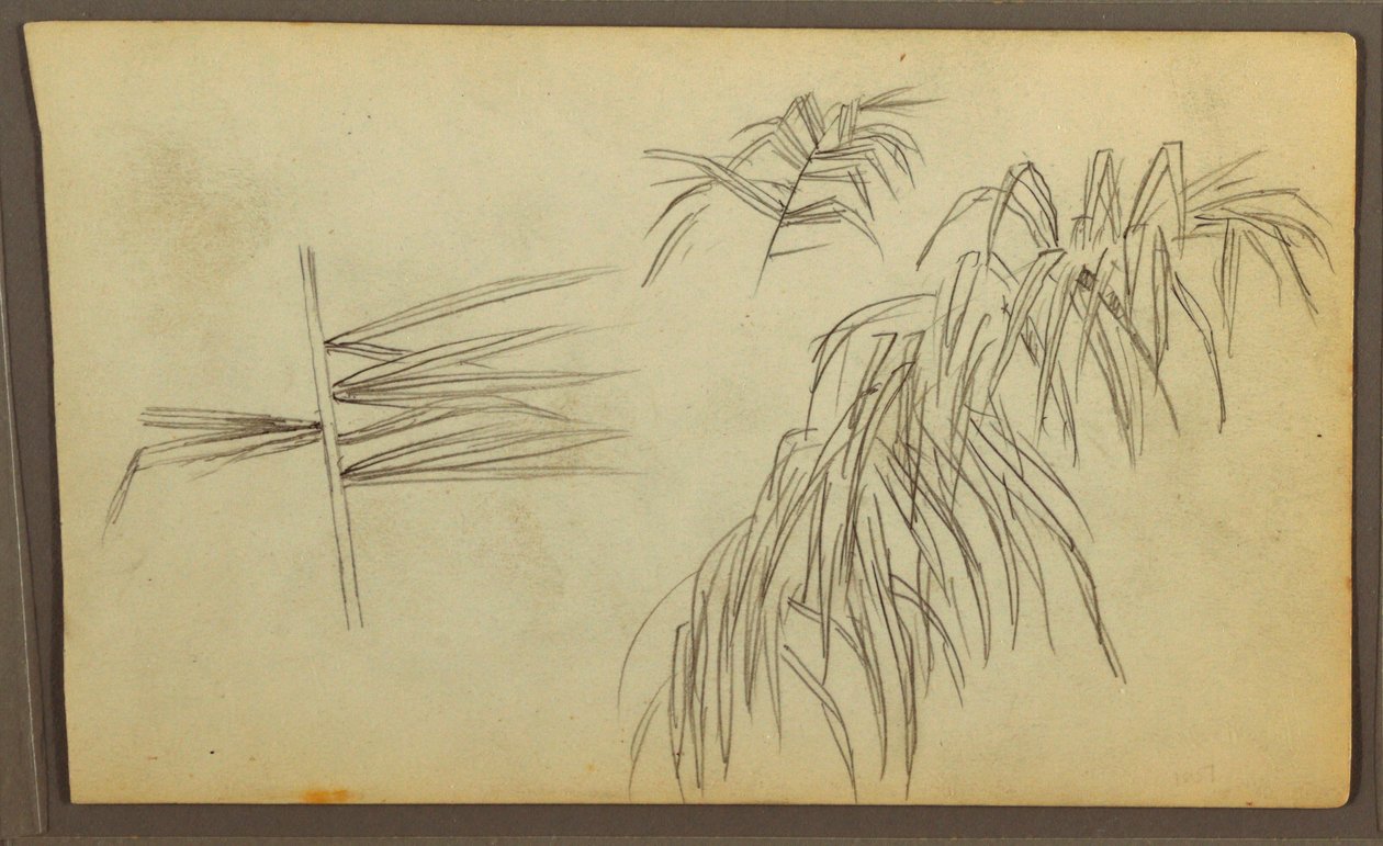 Botanical Sketches, 1857 by Frederic Edwin Church
