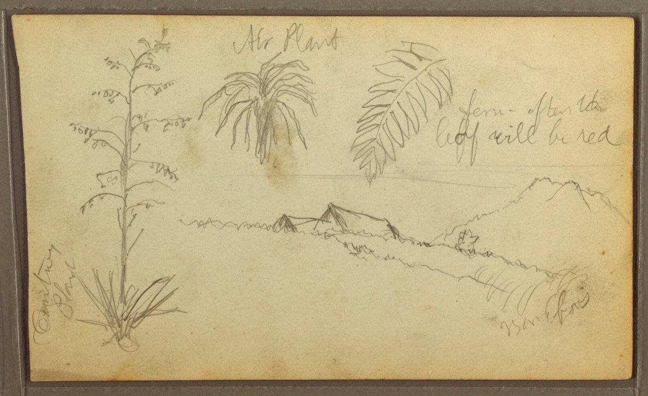 Botanical Sketches, 1857 by Frederic Edwin Church