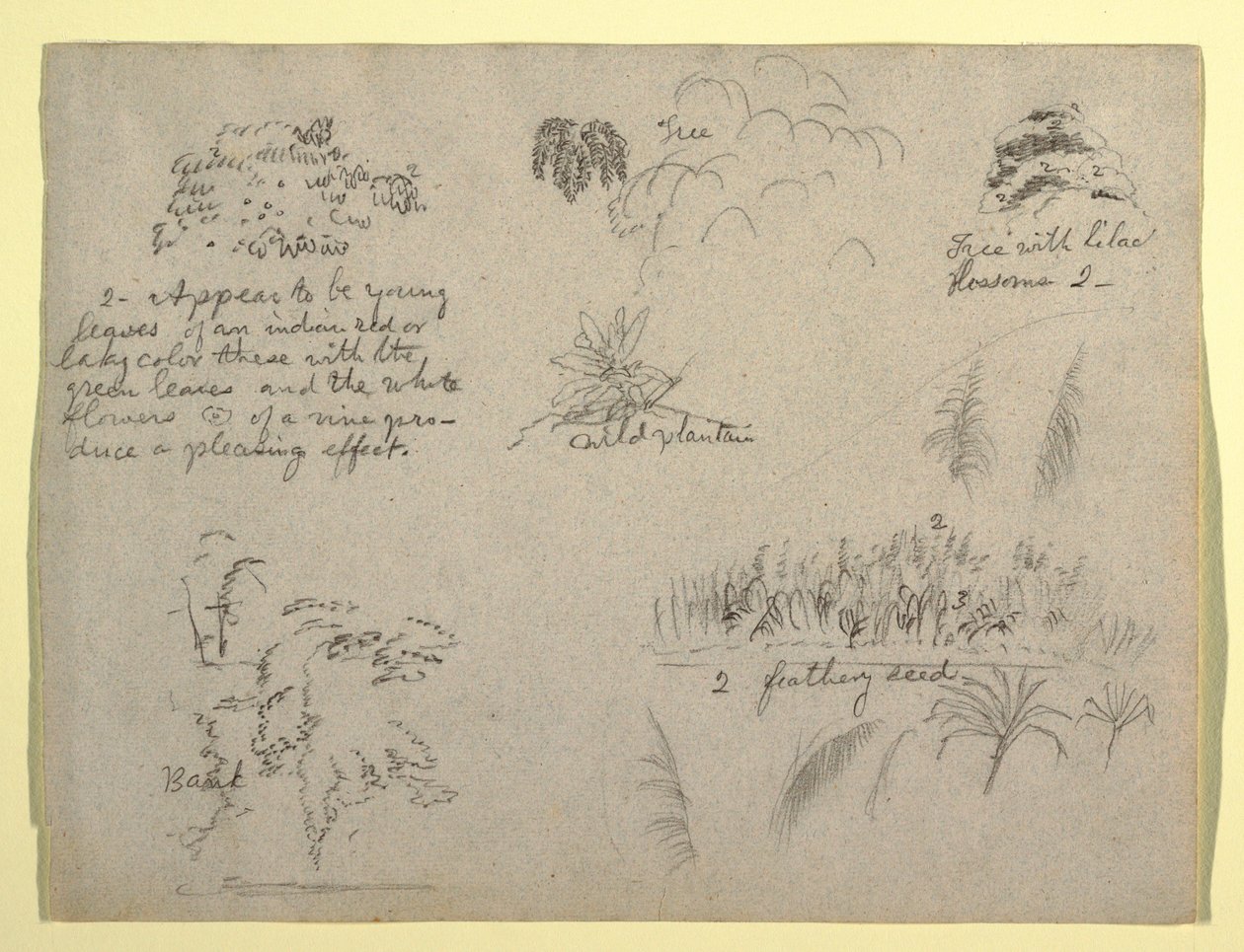 Botanical Sketches, Colombia, 1853 by Frederic Edwin Church