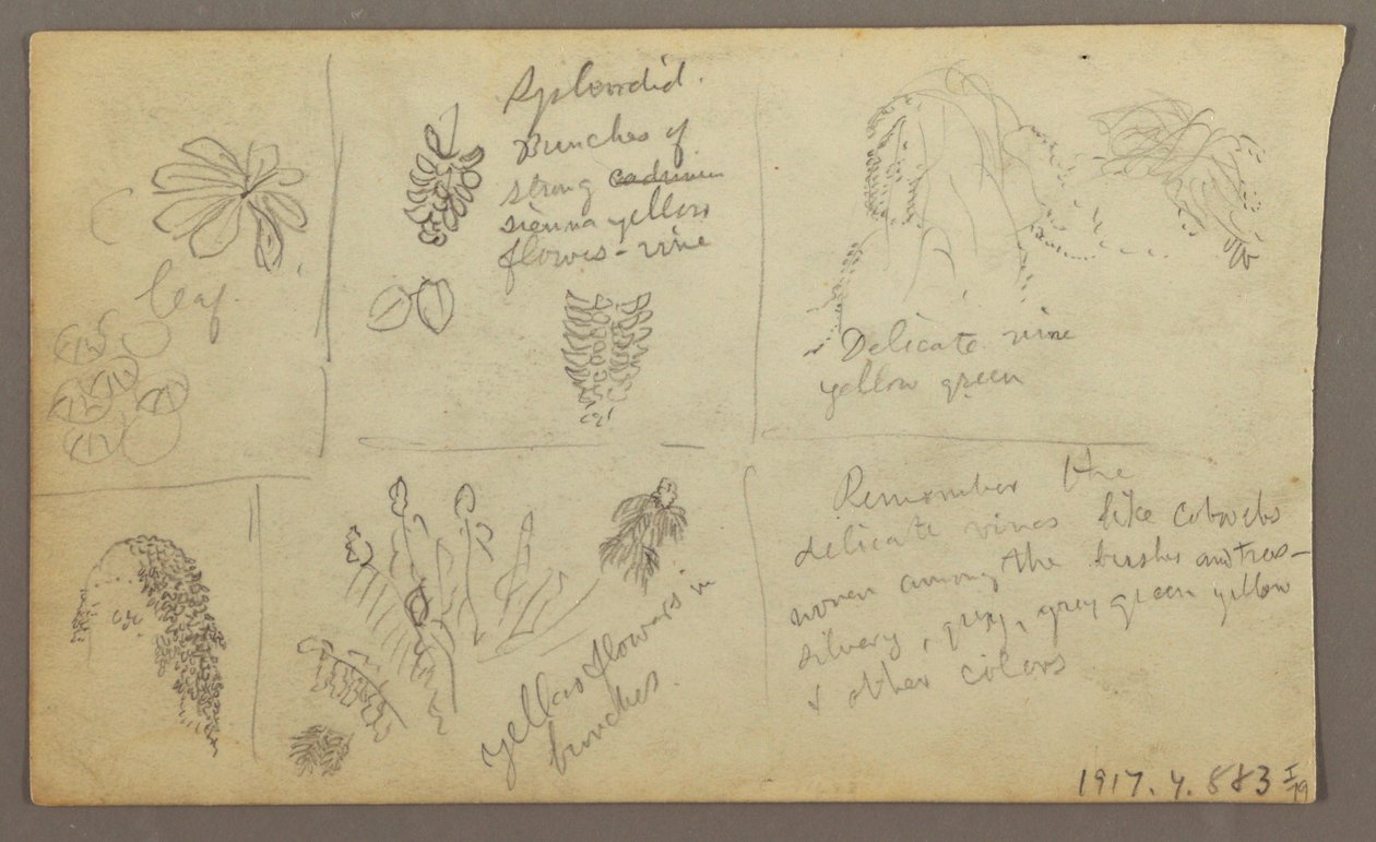 Botanical Sketches, Ecuador or Colombia; Verso: Botanical Sketches, 1857 by Frederic Edwin Church