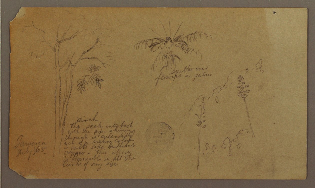 Botanical Sketches, July 1865 by Frederic Edwin Church