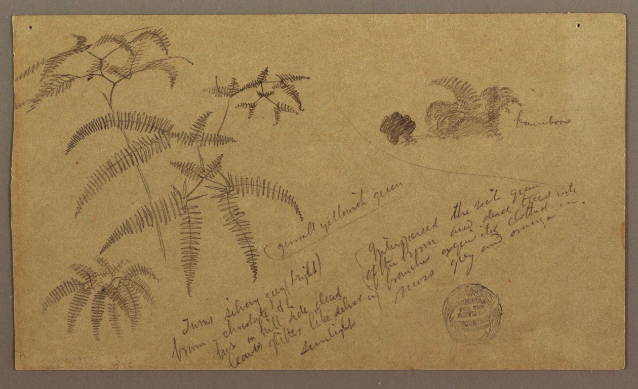 Botanical Sketches, May–August 1865 by Frederic Edwin Church