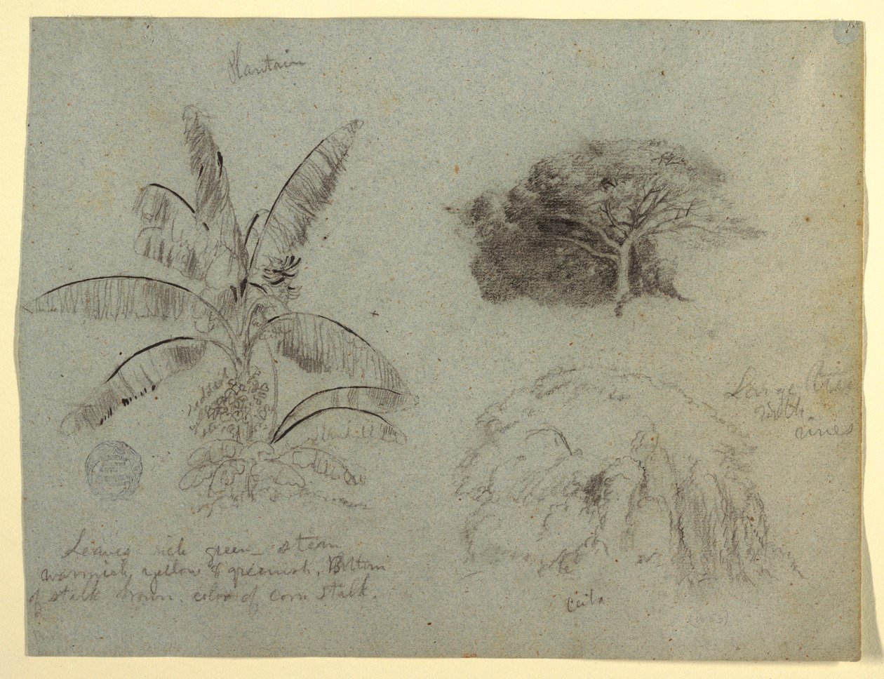 Botanical Sketches, South America, May 1853? by Frederic Edwin Church