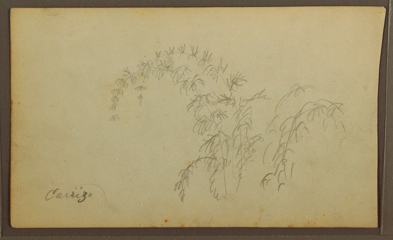 Botanical Sketches; Verso: Botanical Sketches, 1857 by Frederic Edwin Church