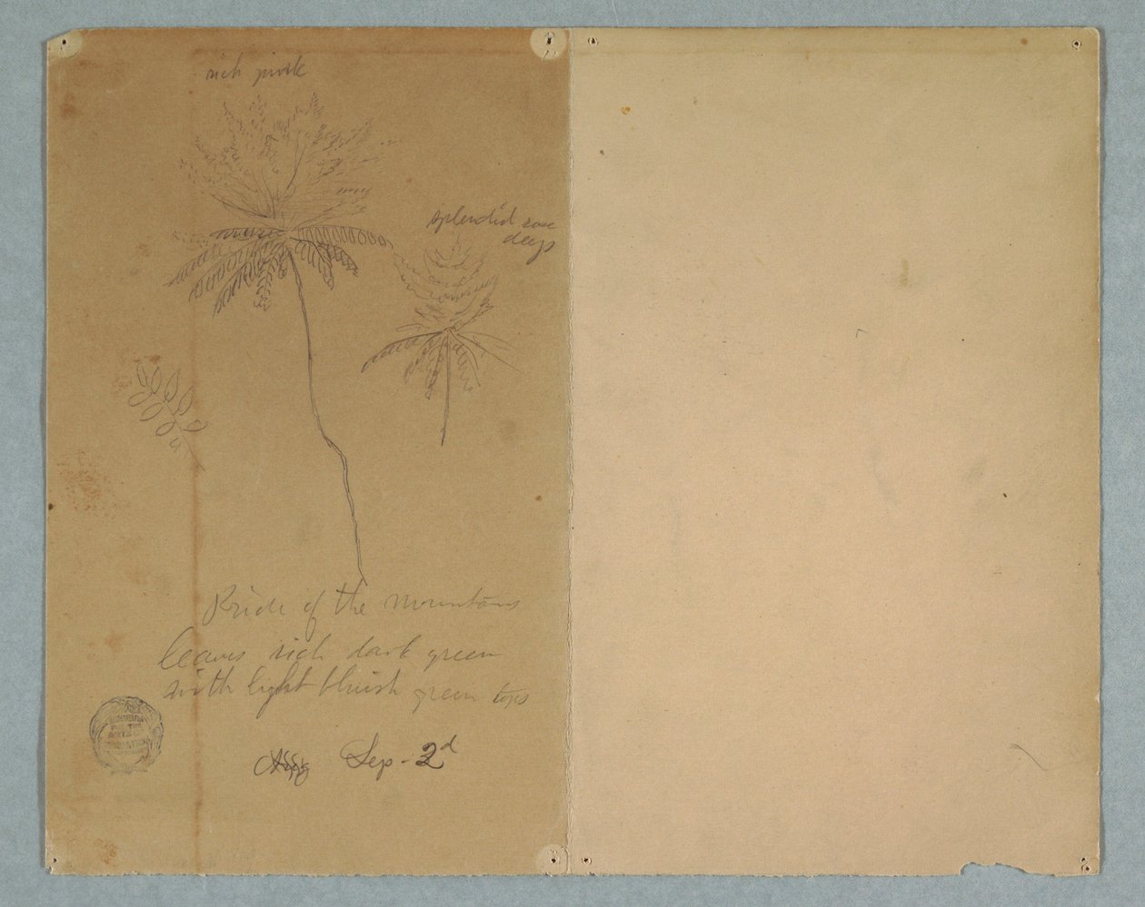 Botanical Sketches: A Branch, A Tree, and A Tree Top, South America, September 2, 1853 by Frederic Edwin Church