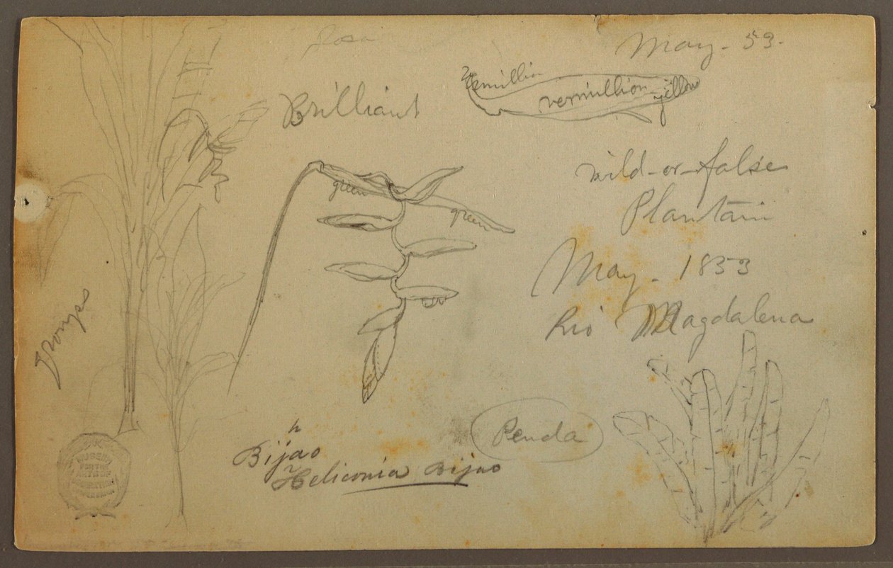 Botanical Sketches from the Rio Magdalena, Colombia, May 1853 by Frederic Edwin Church