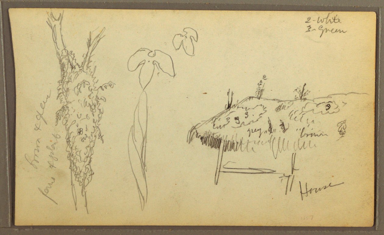 Botanical Sketches, House; Botanical Sketches, 1857 by Frederic Edwin Church