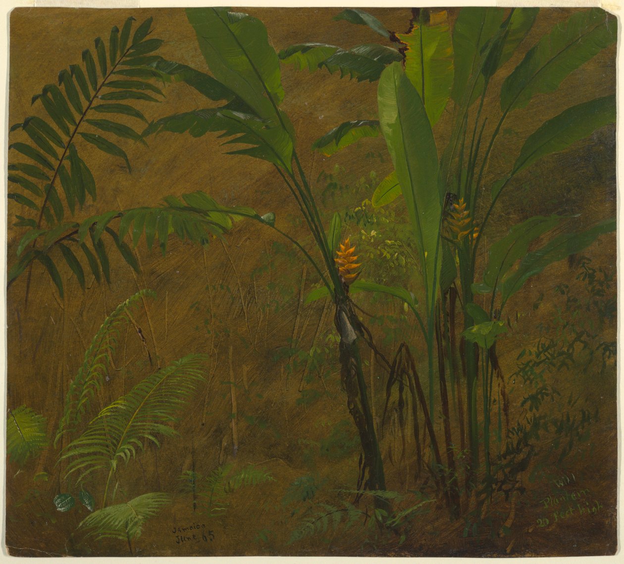Botanical Studies from Jamaica, West Indies, June 1887 by Frederic Edwin Church