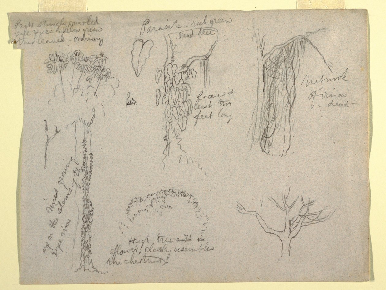 Botanical Studies Made from the Rio Magdalena, Colombia: Parasite, Dead Tree, 1853 by Frederic Edwin Church