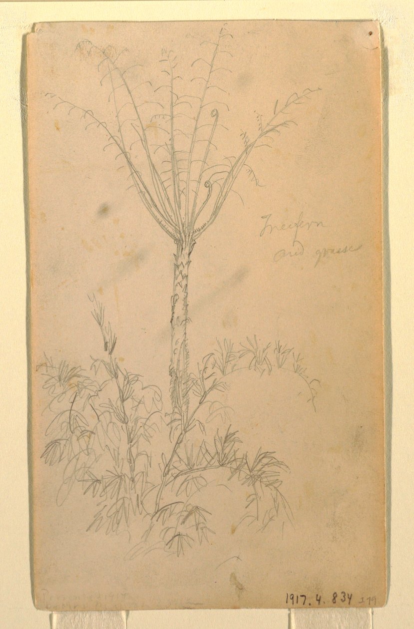 Botanical Studies of Tree, May–June 1857 by Frederic Edwin Church